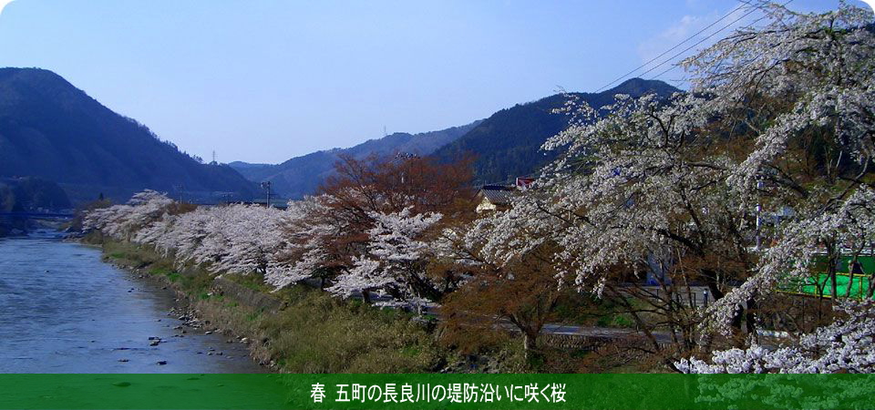 五町の長良川の堤防沿いに咲く桜