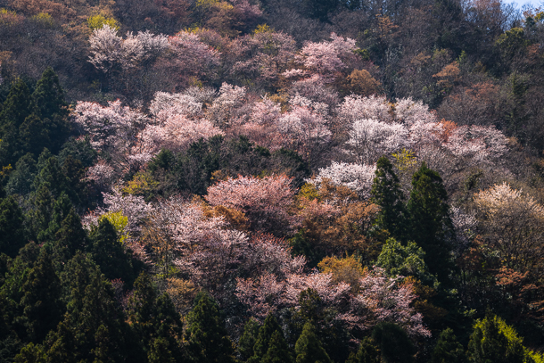 Yama sakura