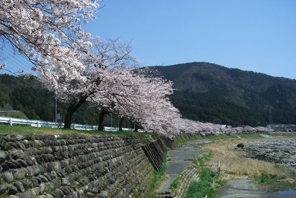 さくら道　国道１５６号線