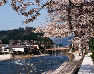Yoshida RIver Spring view