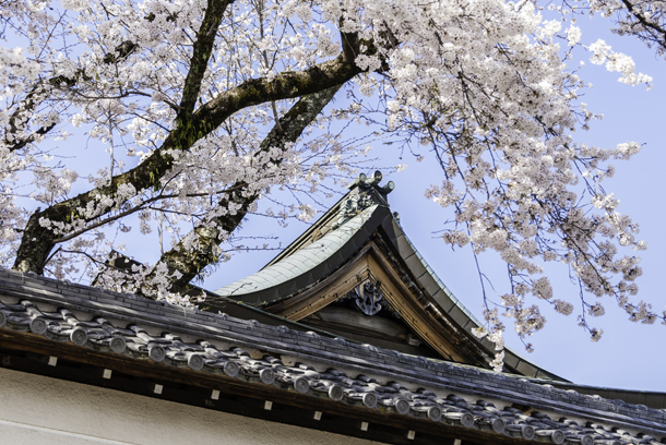 Sakura blooms aboce the wall around Anyo Ji