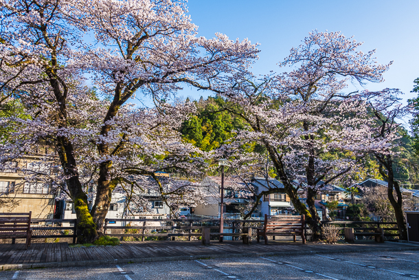 Sakura blooming behind the Kinenkan Tourism Centre