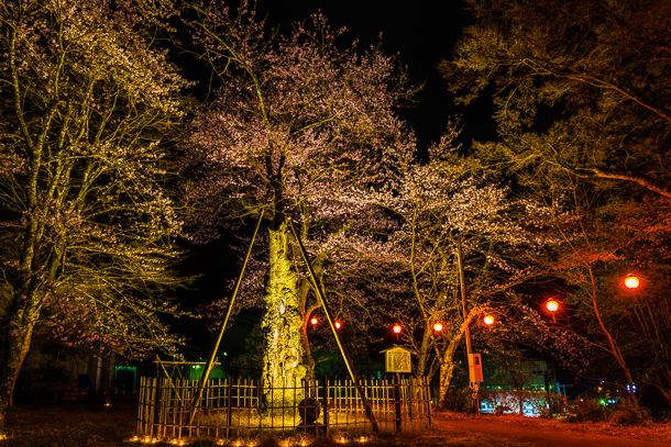 愛宕公園の夜桜