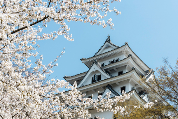 Sakura in bloom below the castle