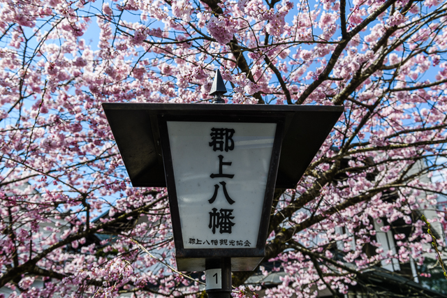 Cherry blossom and light
