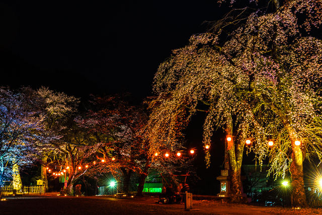Night sakura at Atago Park