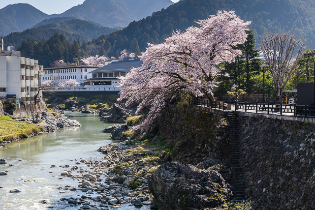 Cherry tree and Yoshida River