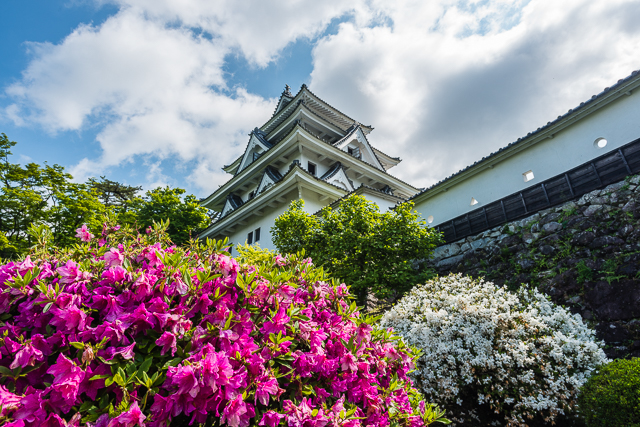 Spring azeleas at Hachiman Castle