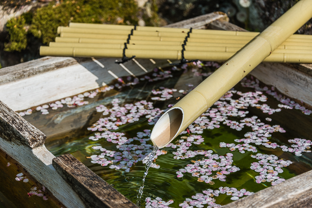 Cherry blossom petals in a mizu fune