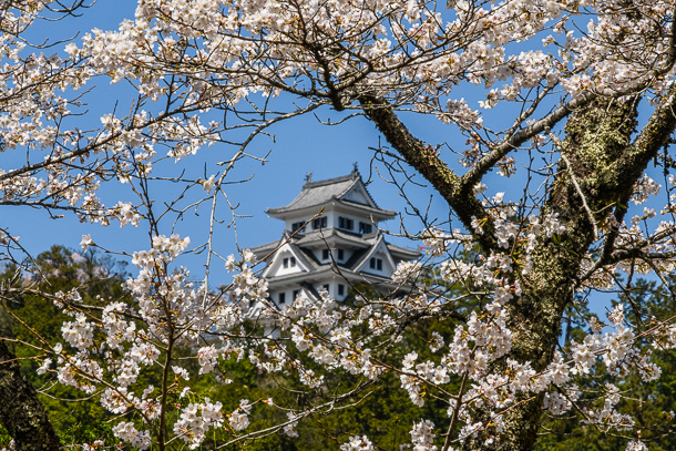Gujo Hachiman castle framed by blooing cherry blossoms