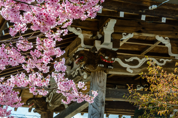 Temple bell detail with cherry blossoms